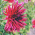 Dahlia ‘Desert Gem’ | Deep Purple Cactus Dahlia Tuber - Oldboy&