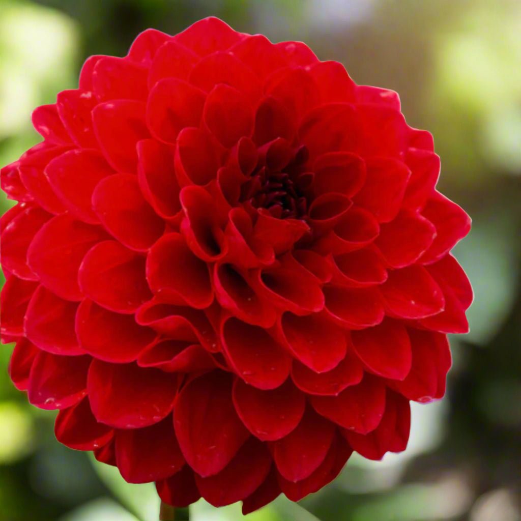 Dahlia ‘Dragon’s Blood’ – Deep Crimson Red Decorative Bloom - Oldboy&