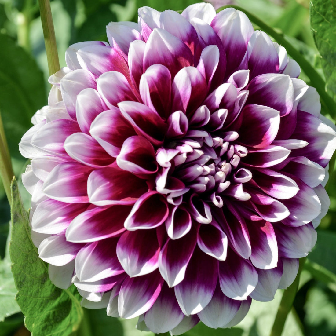 Dahlia ‘Edinburgh’ – Purple - Red Double Blooms with White Tips - Oldboy&