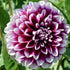 Dahlia ‘Edinburgh’ – Purple - Red Double Blooms with White Tips - Oldboy&
