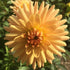 Dahlia ‘Embrace’ Tuber | Peach and Apricot Cactus Dahlia - Oldboy&