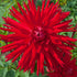 Dahlia ‘Firewheel’ Tuber | Bright Red Cactus Dahlia - Oldboy&