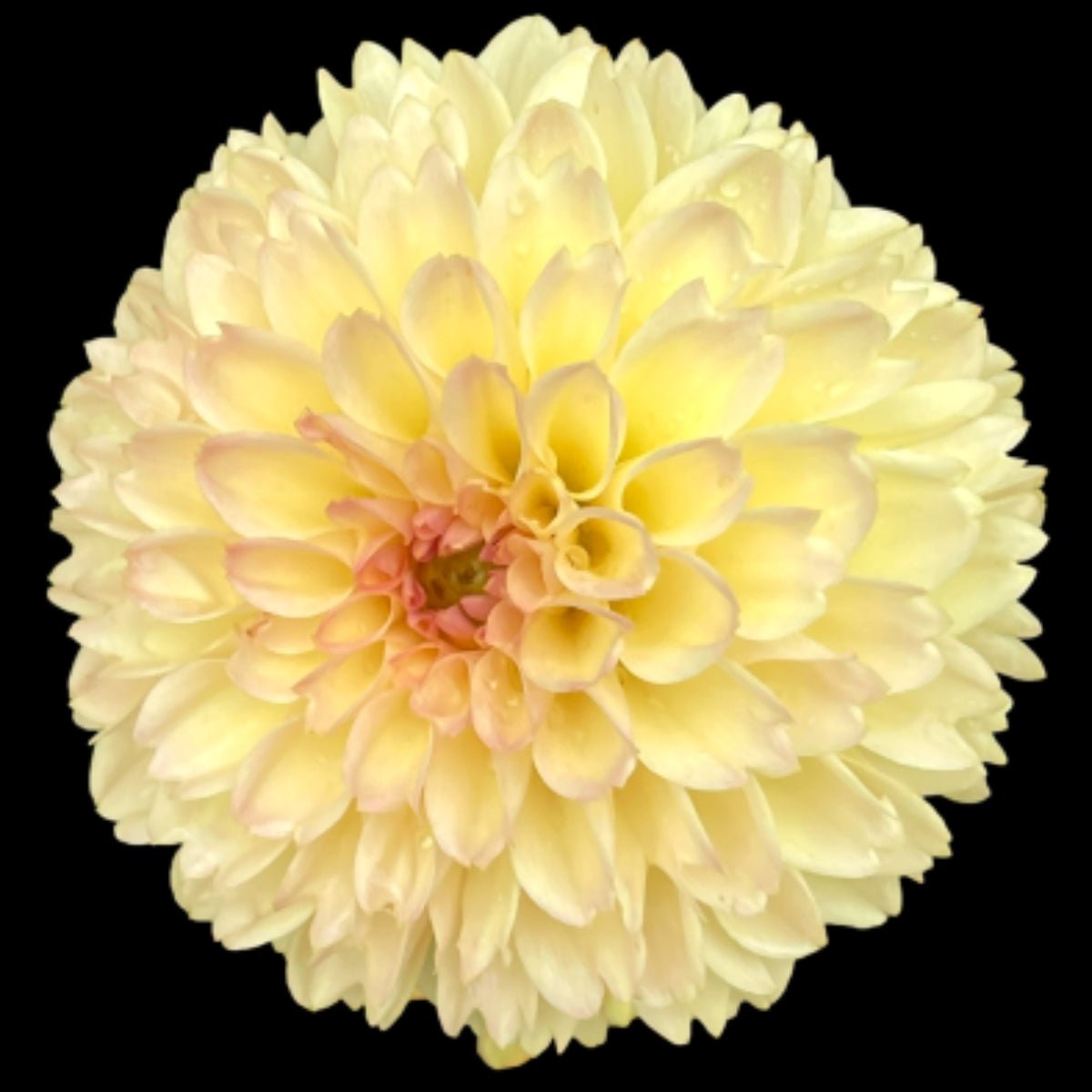 Dahlia ‘Florelie Toffee’ Tuber | Dusty Lemon and Blush Decorative Dahlia - Oldboy&