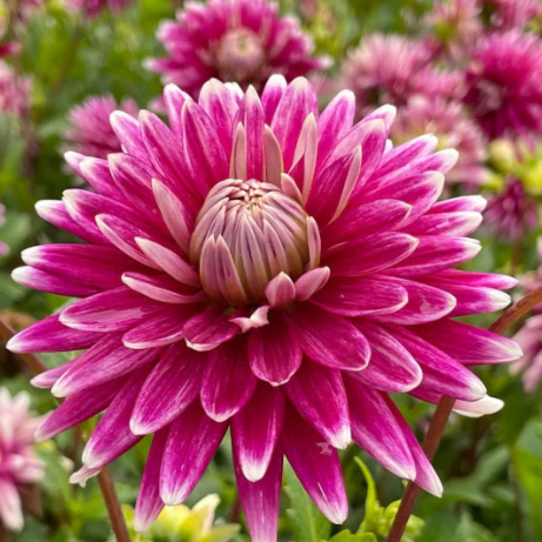 Dahlia ‘Fracap’ – Cerise Pink & White - Tipped Cactus Blooms - Oldboy&