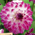 Dahlia ‘Gambier Jane’ Tuber | Cream, Plum and Pink Decorative Dahlia - Oldboy&