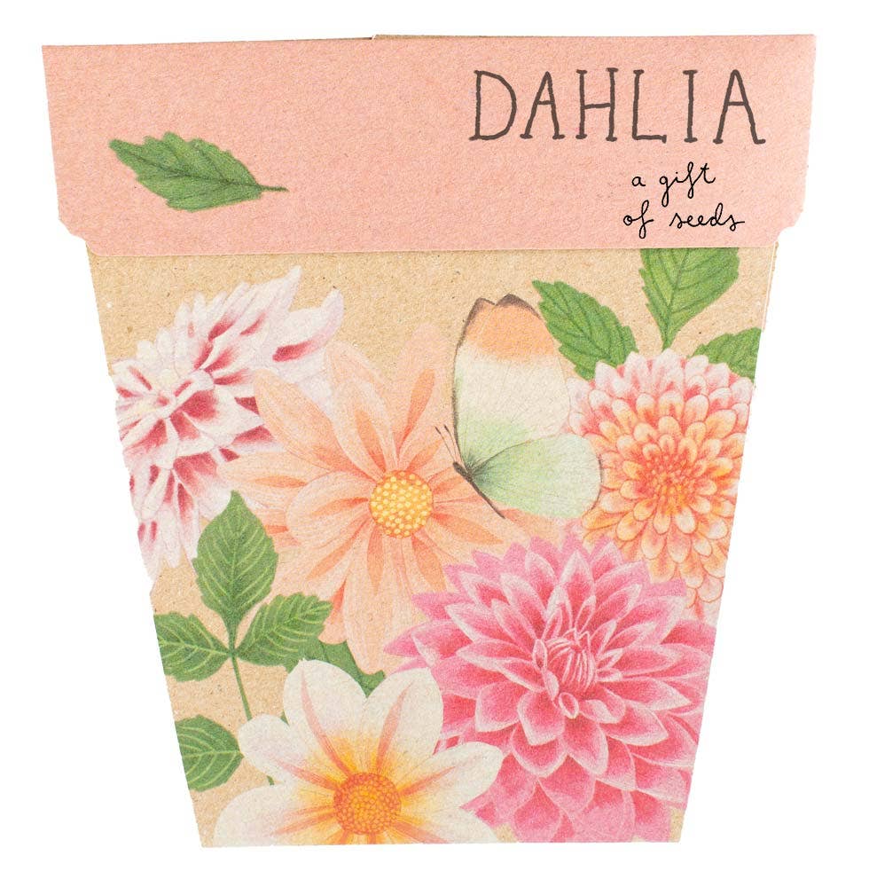 Dahlia Gift of Seeds - Oldboy&