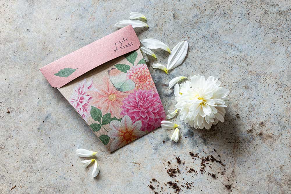 Dahlia Gift of Seeds - Oldboy&