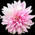 Dahlia ‘Glenbank Lavender Blush’ Tuber | Lavender, Mauve and Cream Decorative Dahlia - Oldboy&
