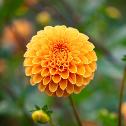 Dahlia ‘Honeycomb’ Tuber | Golden Yellow and Apricot Pompom Flowers - Oldboy&