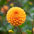 Dahlia ‘Honeycomb’ Tuber | Golden Yellow and Apricot Pompom Flowers - Oldboy&