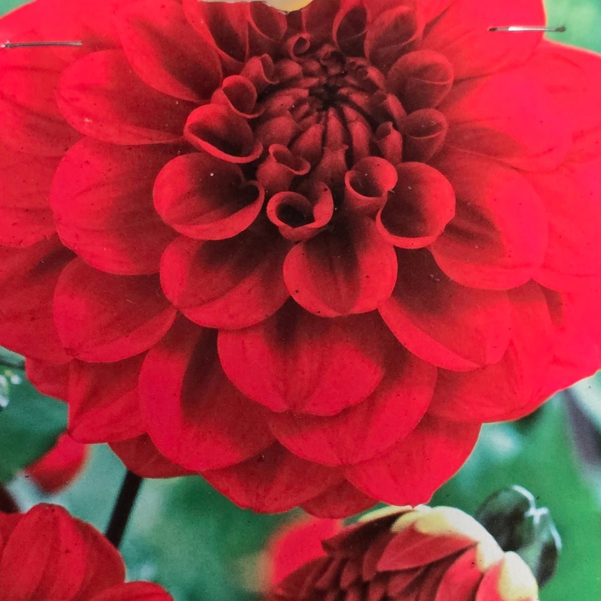 Dahlia ‘Hot Shot’ Tuber | Bright Red Decorative Dahlia - Oldboy&
