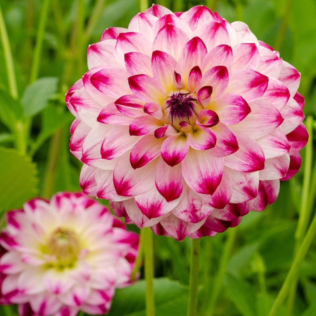 Dahlia Hybrid ‘Atlantic Jewels’ – Cream &amp; Pink Double Decorative Blooms - Oldboy&
