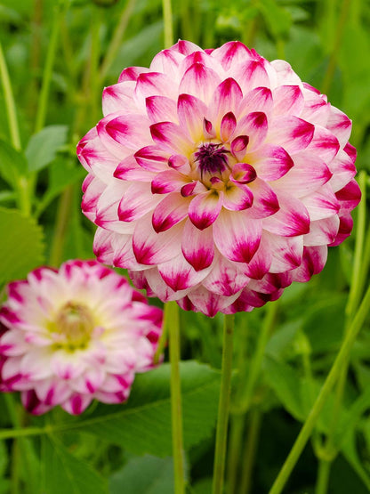 Dahlia Hybrid ‘Atlantic Jewels’ – Cream &amp; Pink Double Decorative Blooms - Oldboy&