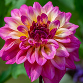 Dahlia ‘Juliette’ | Pink and Cream Decorative Dahlia Tuber - Oldboy&