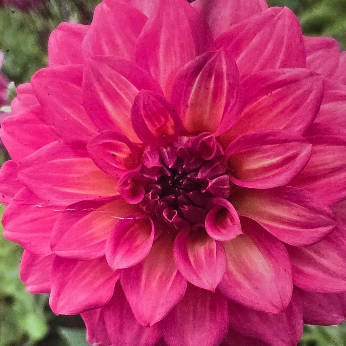 Dahlia ‘Juliette’ | Pink and Cream Decorative Dahlia Tuber - Oldboy&
