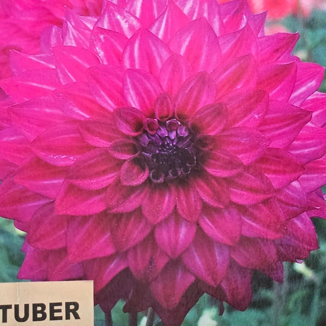 Dahlia ‘Kashmir’ Tuber | Cerise-Pink Decorative Dahlia - Oldboy&