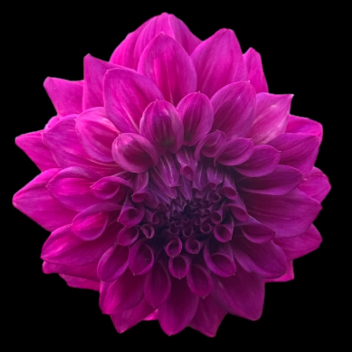 Dahlia ‘Kiara Nightlife’ Tuber | Purple Small Decorative Dahlia - Oldboy&