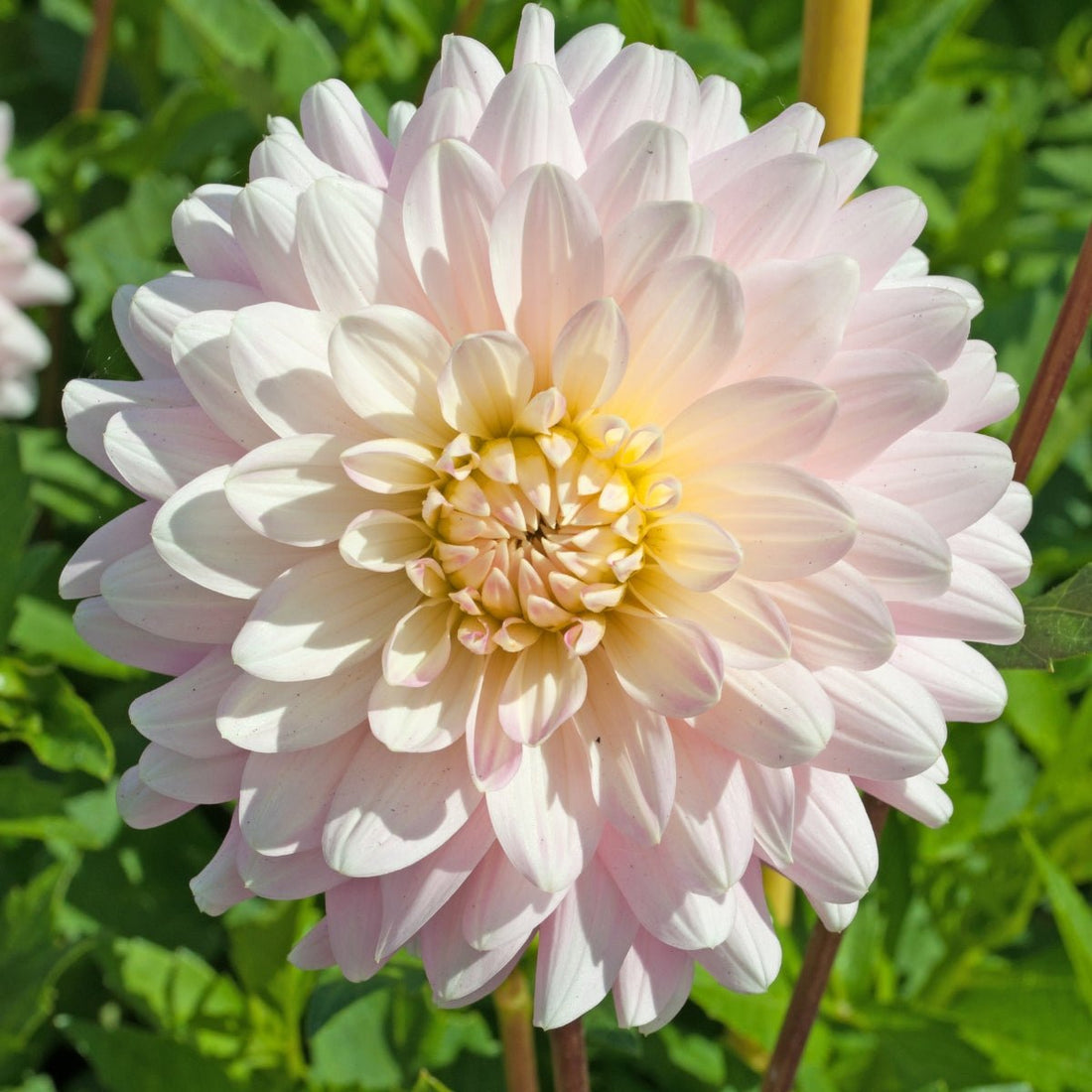 Dahlia ‘Laine’s Joy’ Tuber | Peachy Pink and Buttery Cream Waterlily Flowers - Oldboy&