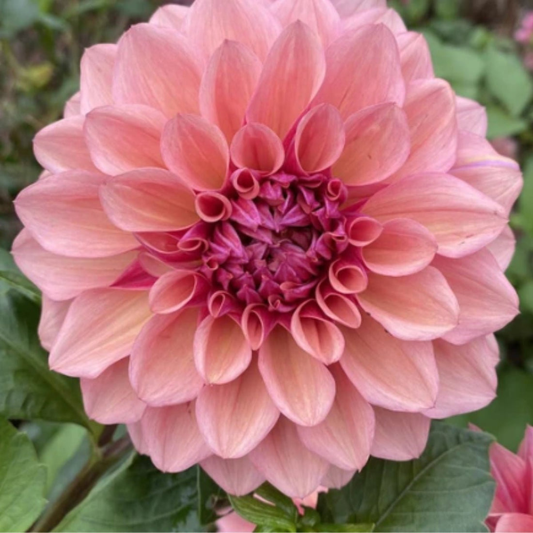 Dahlia ‘Lucy Goosey’ Tuber | Coral Peach and Rose Flowers - Oldboy&
