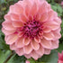 Dahlia ‘Lucy Goosey’ Tuber | Coral Peach and Rose Flowers - Oldboy&