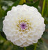 Dahlia ‘Make a Wish’ Tuber | White Ball Dahlia with Pink-Mauve Centre - Oldboy&