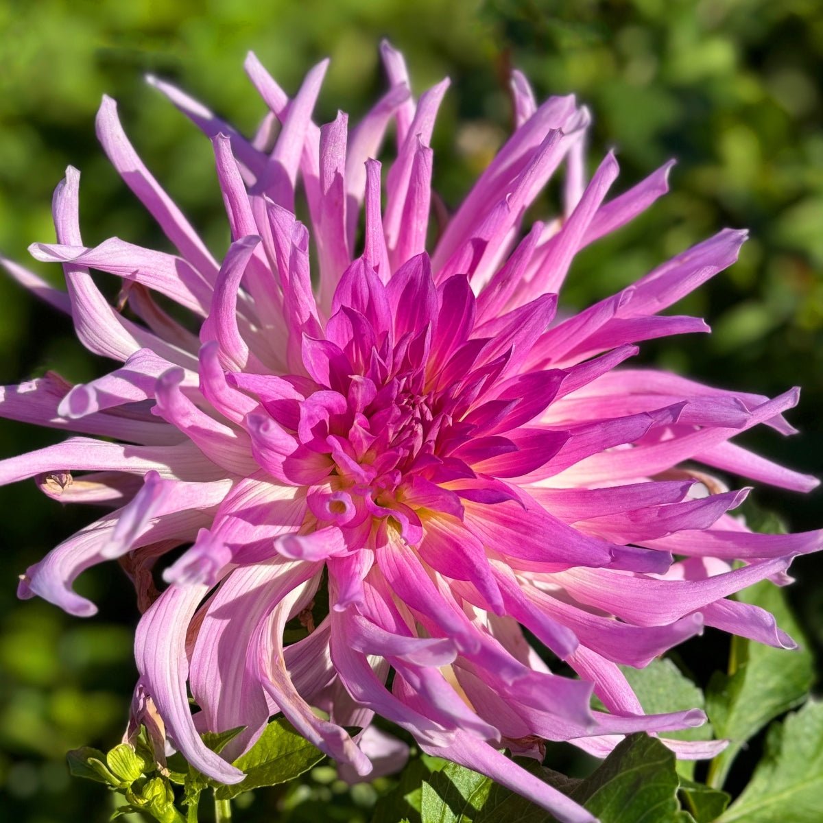 Dahlia ‘Moories Sensation’ Tuber | Purple &amp; White Cactus Blooms - Oldboy&