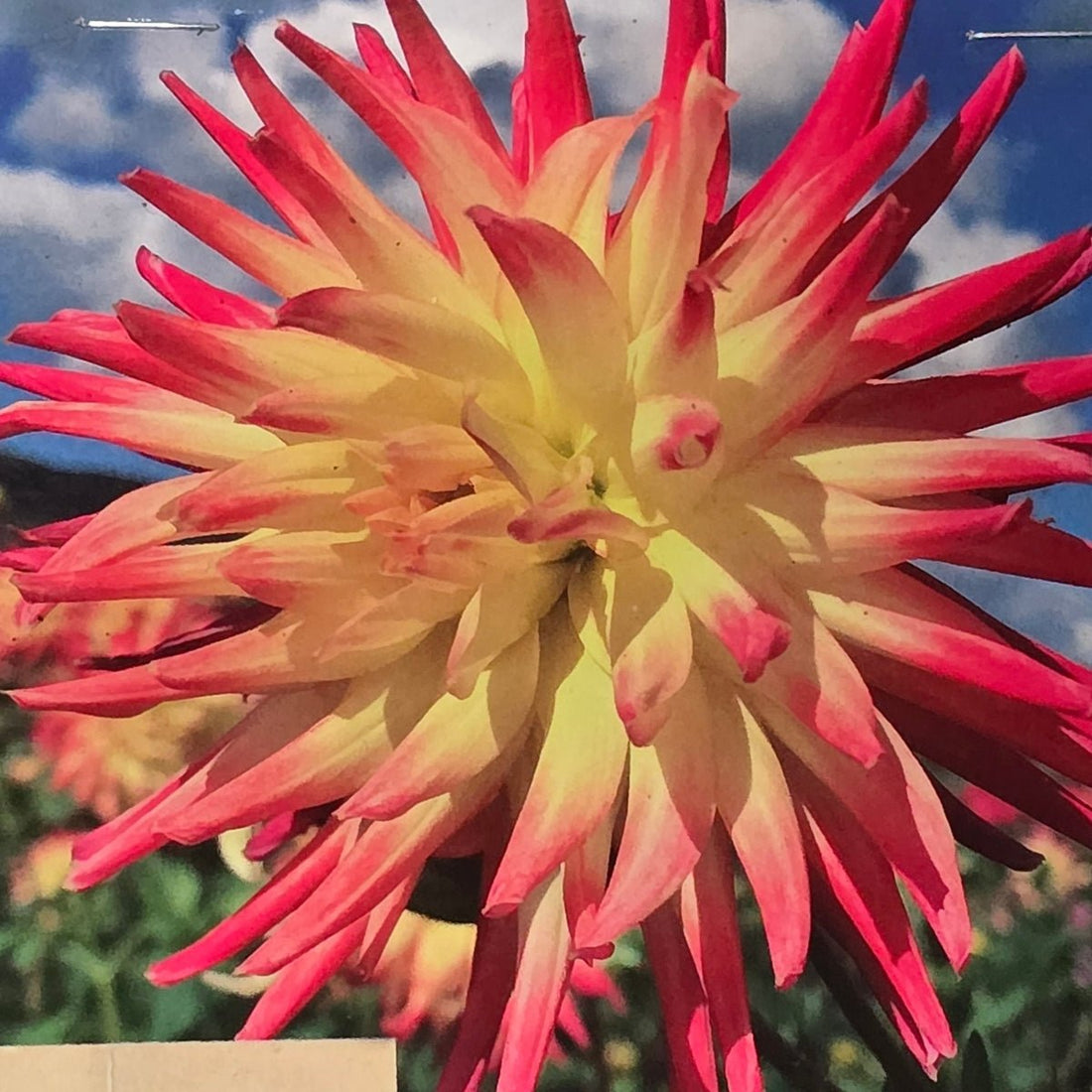 Dahlia ‘Mountain Aurora’ Tuber | Yellow and Red-Pink Cactus Dahlia - Oldboy&