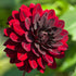 Dahlia ‘Nugget’ Tuber | Deep Burgundy Decorative Dahlia with Near-Black Centre - Oldboy&