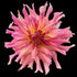 Dahlia ‘Penhill Watermelon’ Tuber | Giant Pink Dinnerplate Dahlia - Oldboy&