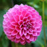 Dahlia ‘Pink Show’ | Bright Pink Dahlia Tuber - Oldboy&