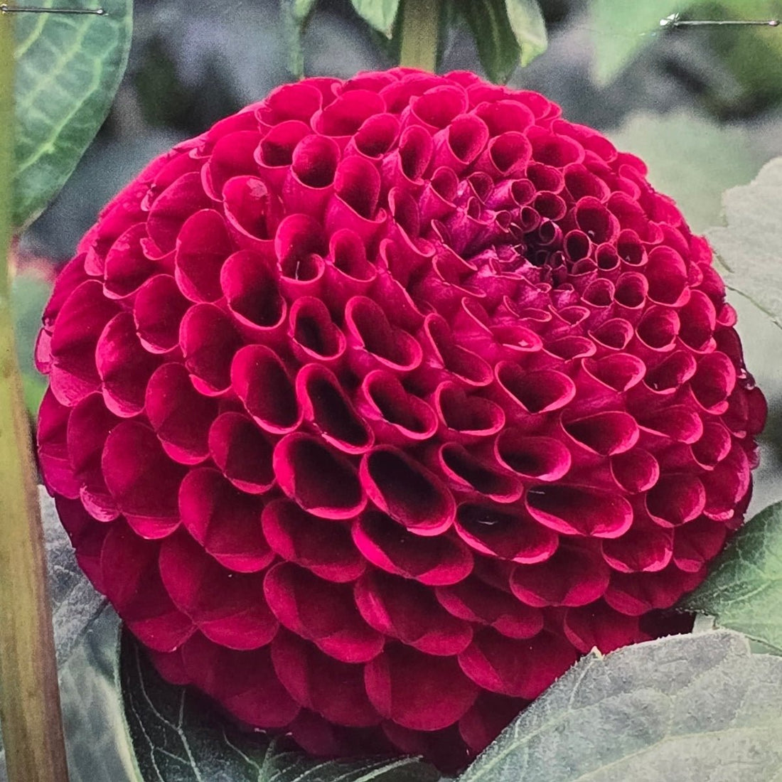 Dahlia ‘Pride of Place’ Tuber | Burgundy-Purple Pompon Dahlia - Oldboy&