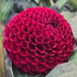 Dahlia ‘Pride of Place’ Tuber | Burgundy-Purple Pompon Dahlia - Oldboy&