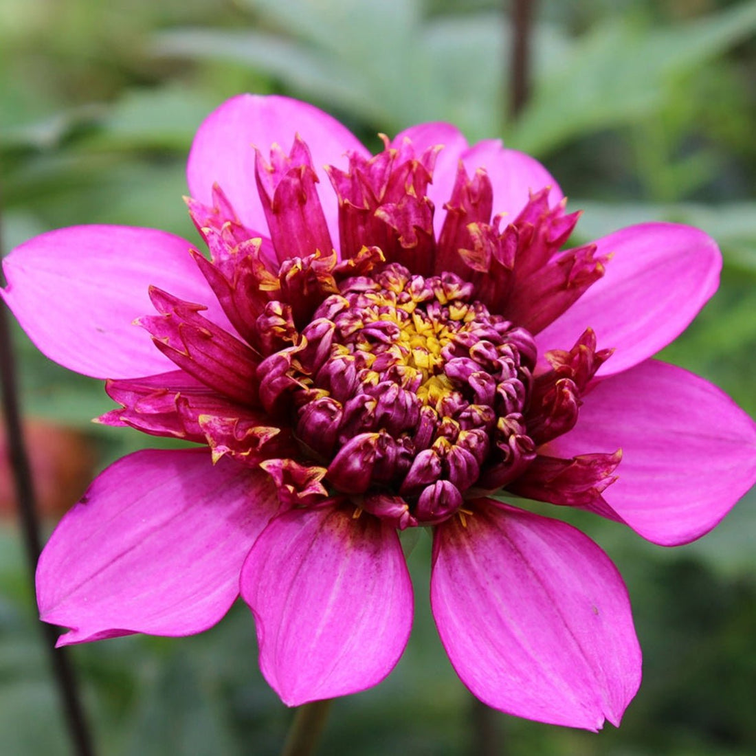 Dahlia ‘Purex’ – Hot Pink Anemone - Type Blooms with Pincushion Centre - Oldboy&