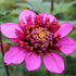 Dahlia ‘Purex’ – Hot Pink Anemone - Type Blooms with Pincushion Centre - Oldboy&