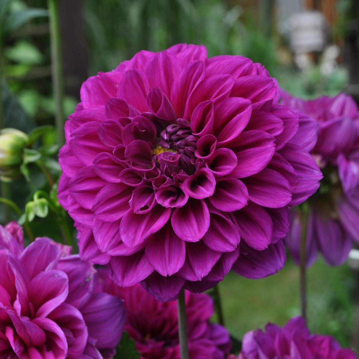 Dahlia ‘Purple Jean’ Tuber | Rich Purple Ball Dahlia with Neat Pointed Petals - Oldboy&