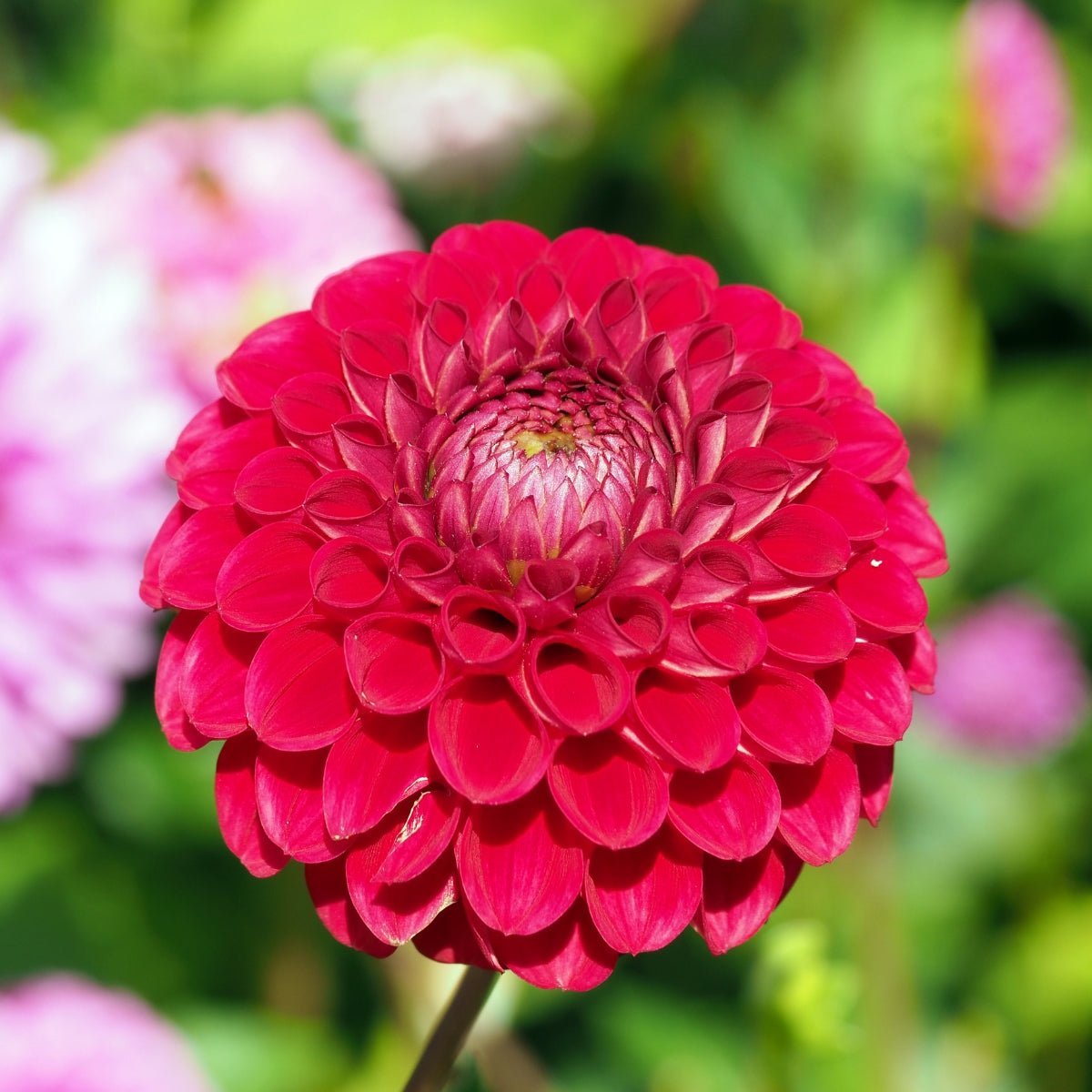 Dahlia ‘Red Pom’ Tuber | Raspberry-Red Pompon Dahlia Flowers - Oldboy&