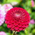 Dahlia ‘Red Pom’ Tuber | Raspberry-Red Pompon Dahlia Flowers - Oldboy&