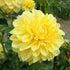 Dahlia ‘Sahara’ Tuber | Warm Yellow Ball Dahlia with Apricot Blush - Oldboy&
