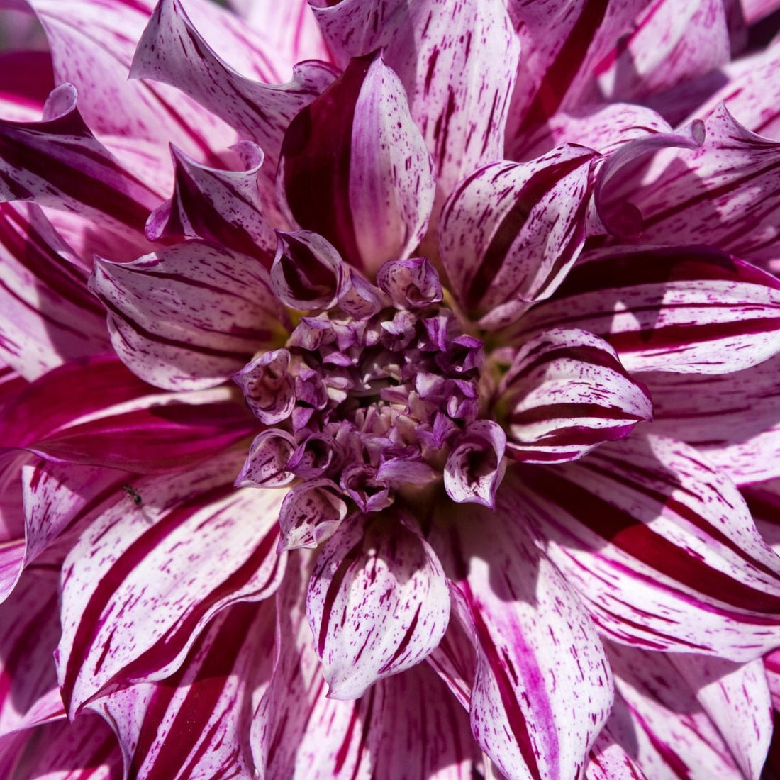 Dahlia ‘Samoan Prince’ | Giant Purple-Pink Dinnerplate Dahlia Tuber - Oldboy&