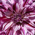 Dahlia ‘Samoan Prince’ | Giant Purple-Pink Dinnerplate Dahlia Tuber - Oldboy&