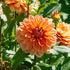Dahlia ‘Teddy Bear’ Tuber | Amber-Gold and Salmon Decorative Dahlia - Oldboy&