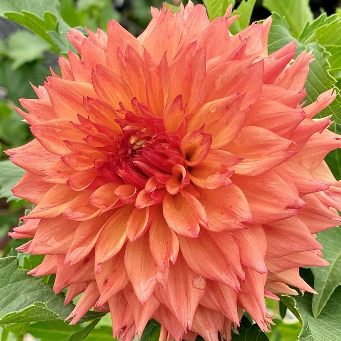 Dahlia ‘Teddy Bear’ – Warm Amber &amp; Salmon Decorative Blooms - Oldboy&