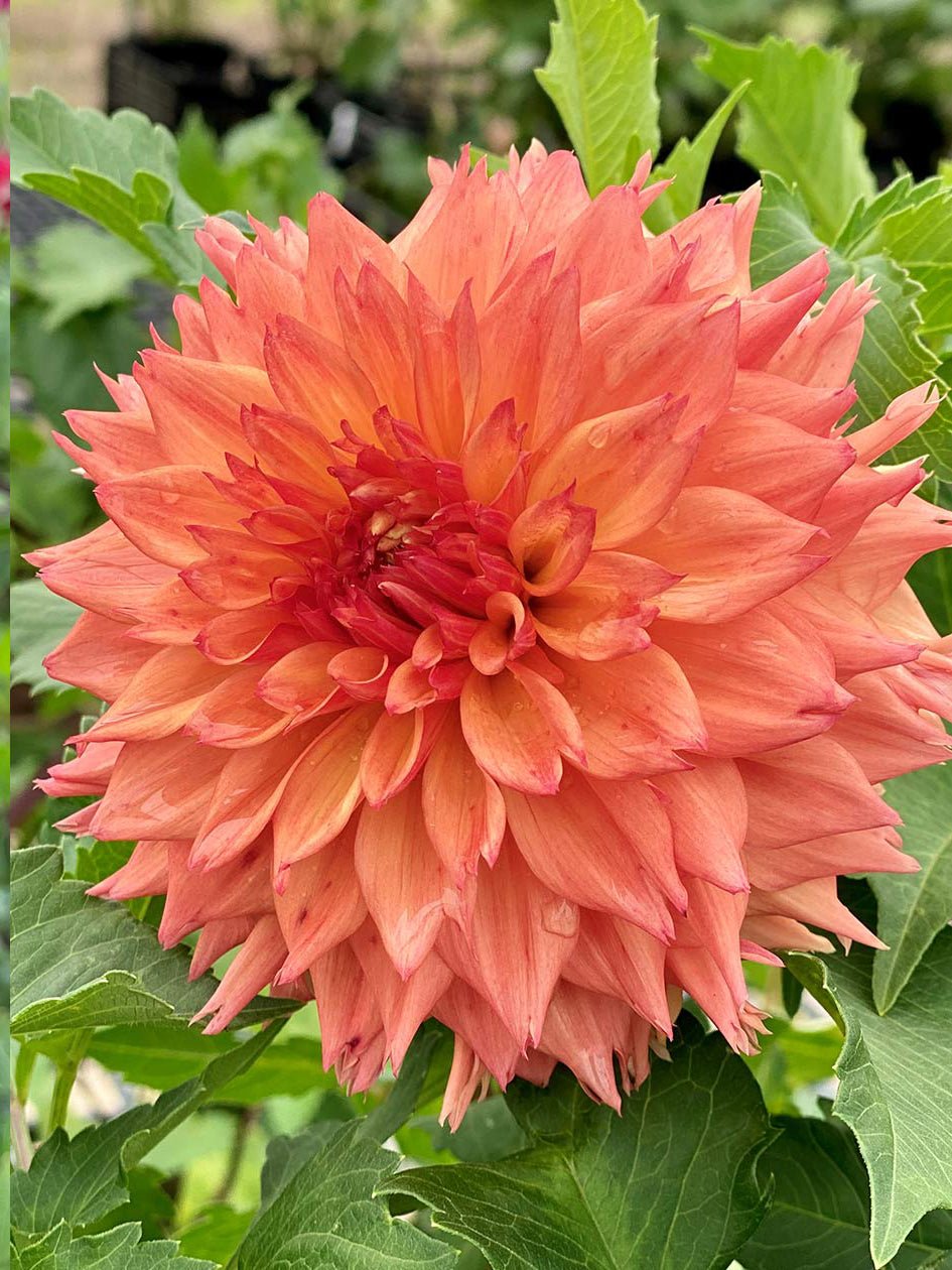 Dahlia ‘Teddy Bear’ – Warm Amber &amp; Salmon Decorative Blooms - Oldboy&