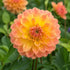 Dahlia ‘The Mexican’ Tuber | Gold, Peach and Pink Ball Dahlia - Oldboy&
