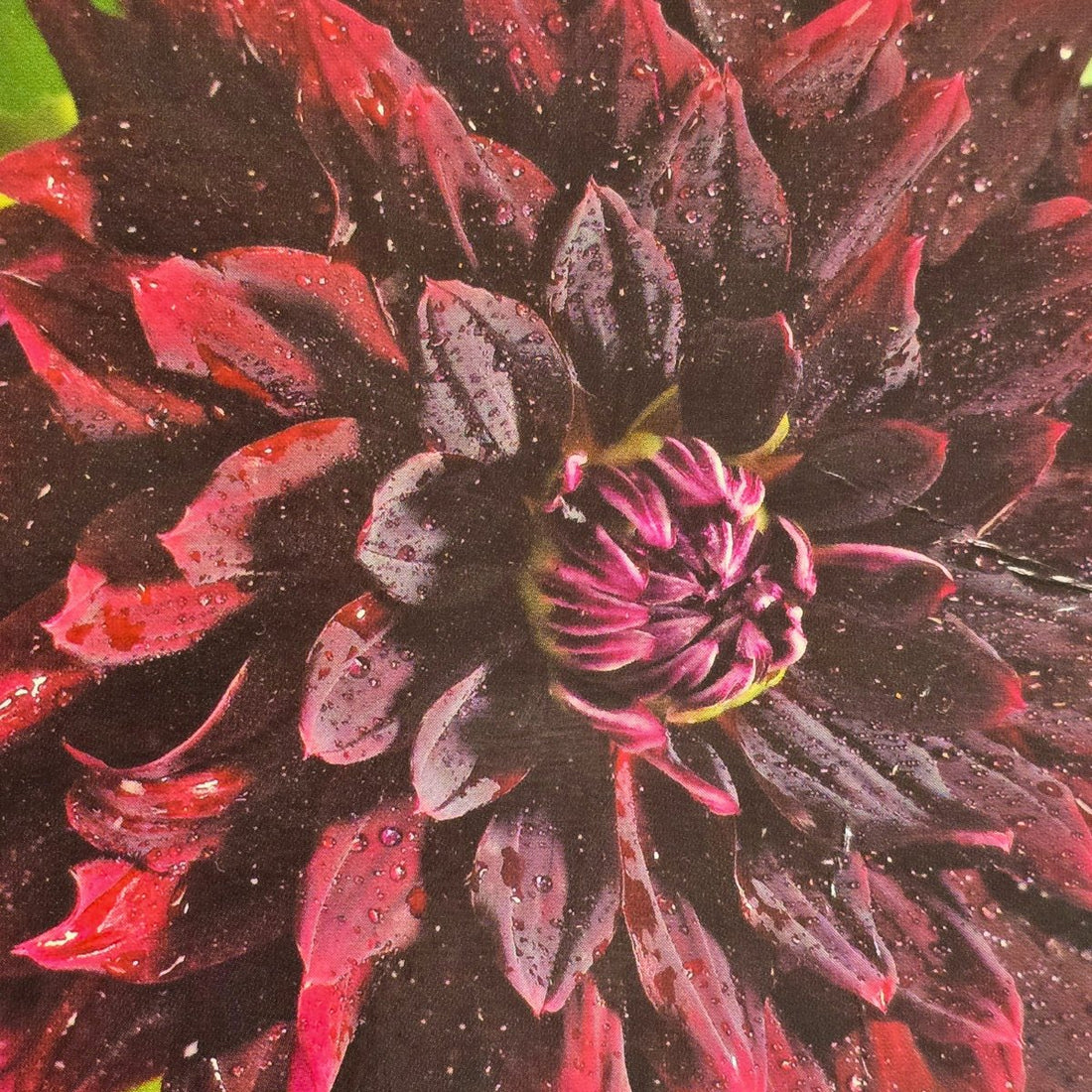 Dahlia ‘Thelma Maude’ | Giant Deep Burgundy Dinnerplate Dahlia Tuber - Oldboy&