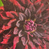 Dahlia ‘Thelma Maude’ | Giant Deep Burgundy Dinnerplate Dahlia Tuber - Oldboy&