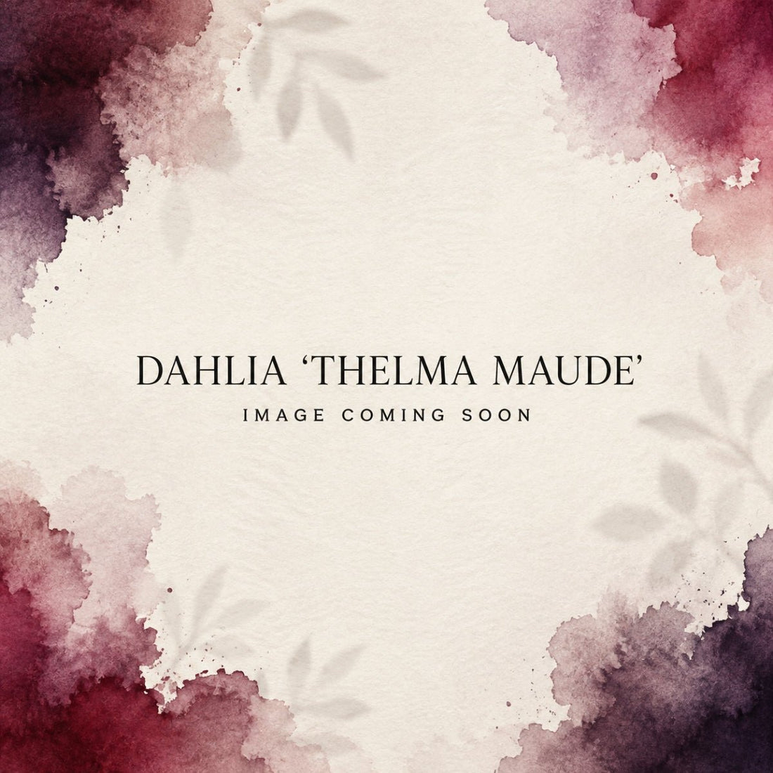 Dahlia ‘Thelma Maude’ | Giant Deep Burgundy Dinnerplate Dahlia Tuber - Oldboy&
