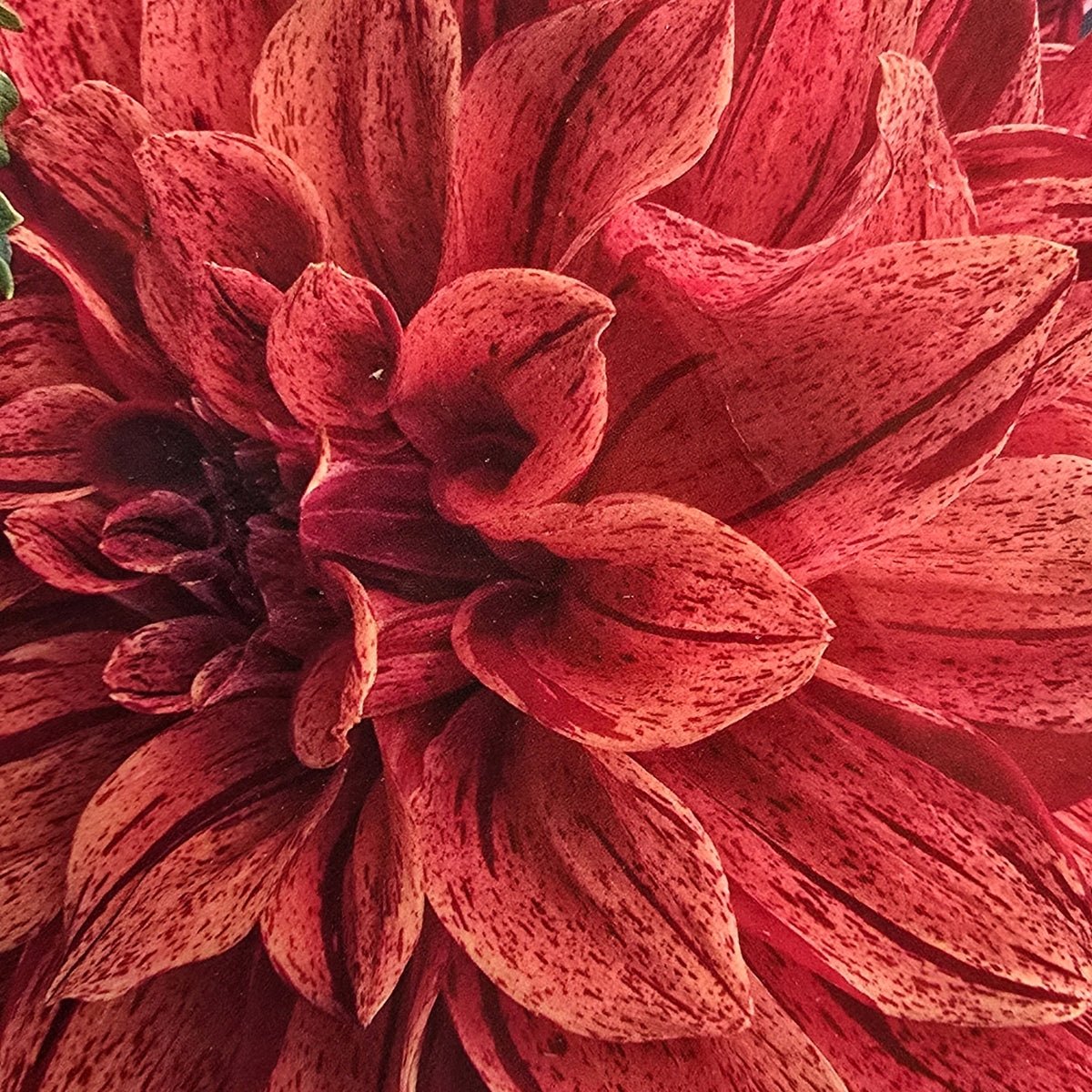 Dahlia ‘Tiger Bey’ | Giant Burnt Orange Dinnerplate Dahlia Tuber - Oldboy&
