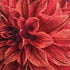 Dahlia ‘Tiger Bey’ | Giant Burnt Orange Dinnerplate Dahlia Tuber - Oldboy&