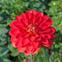 Dahlia ‘Turkish Delight’ Tuber | Red and Gold Decorative Dahlia - Oldboy&